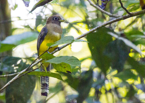 Image of Black-throated Trogon