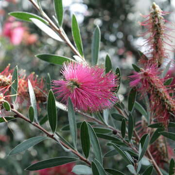 صورة Callistemon citrinus (Curtis) Skeels