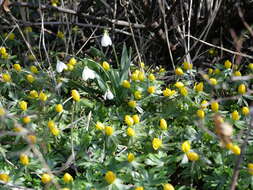 Image of eranthis