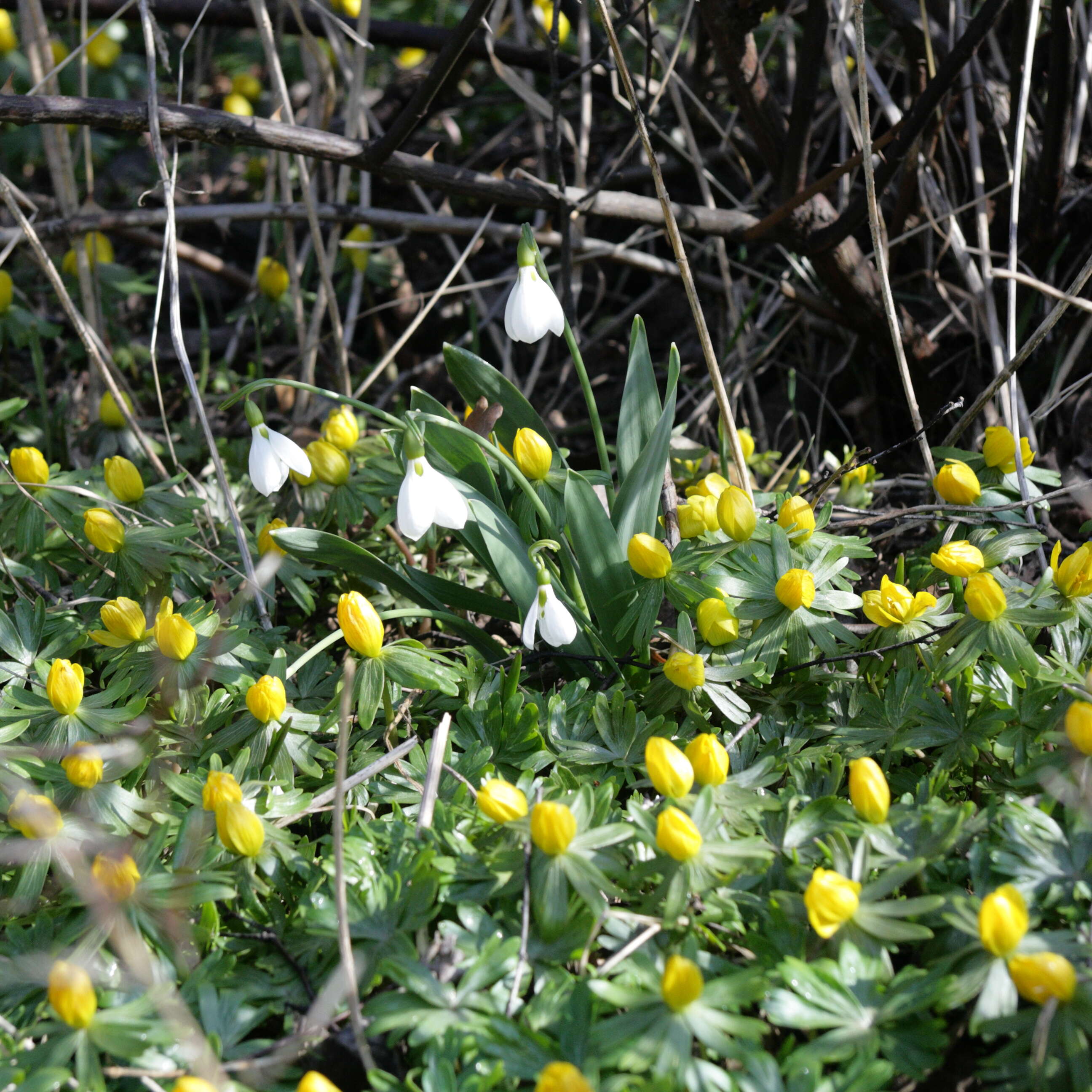 Image of eranthis