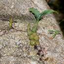 Image of Rattlesnake Orchid