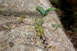 Image of Rattlesnake Orchid