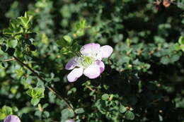 Image of Pink Tea Tree