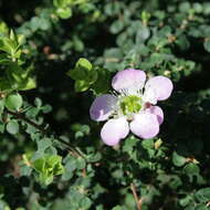 Image of Pink Tea Tree