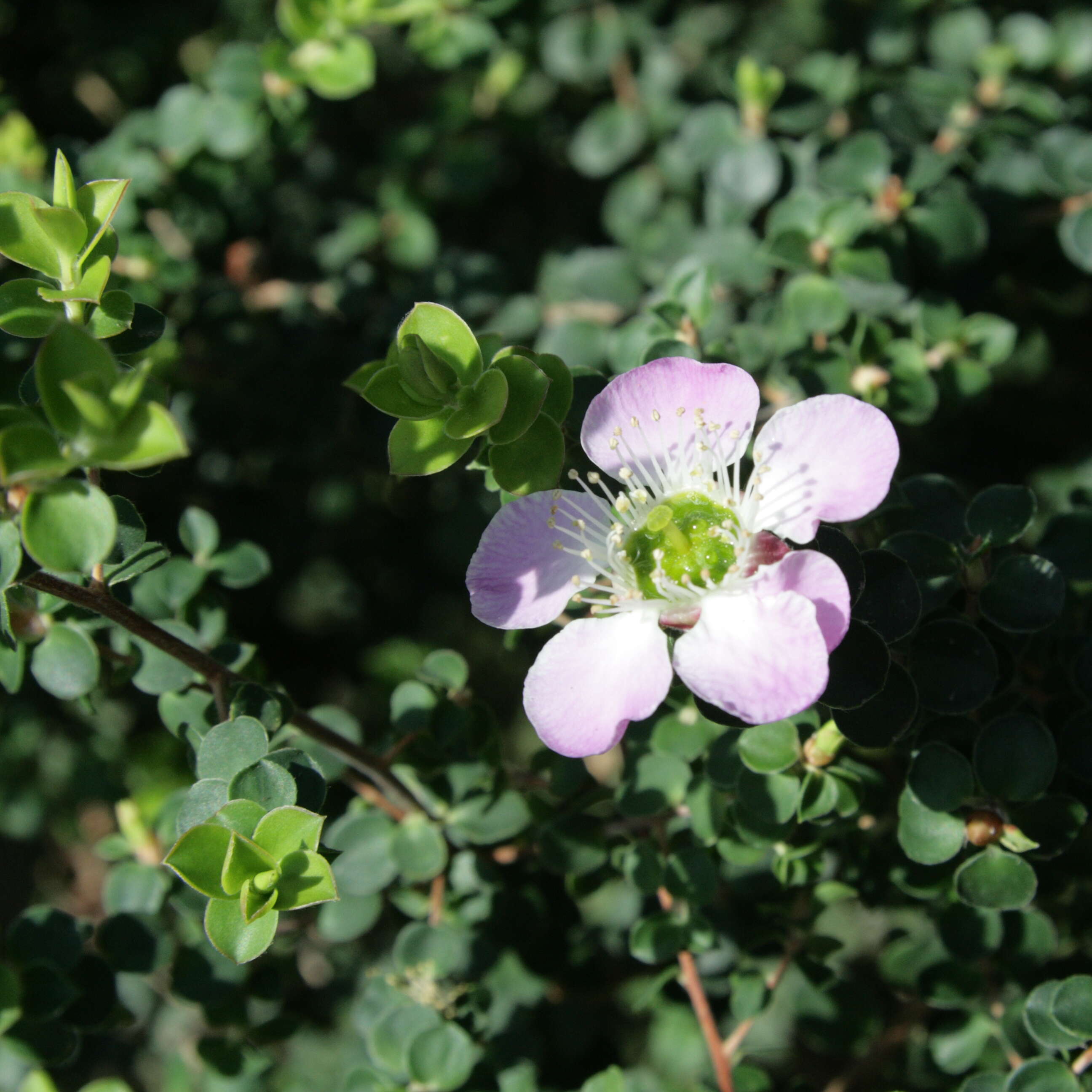 Image of Pink Tea Tree