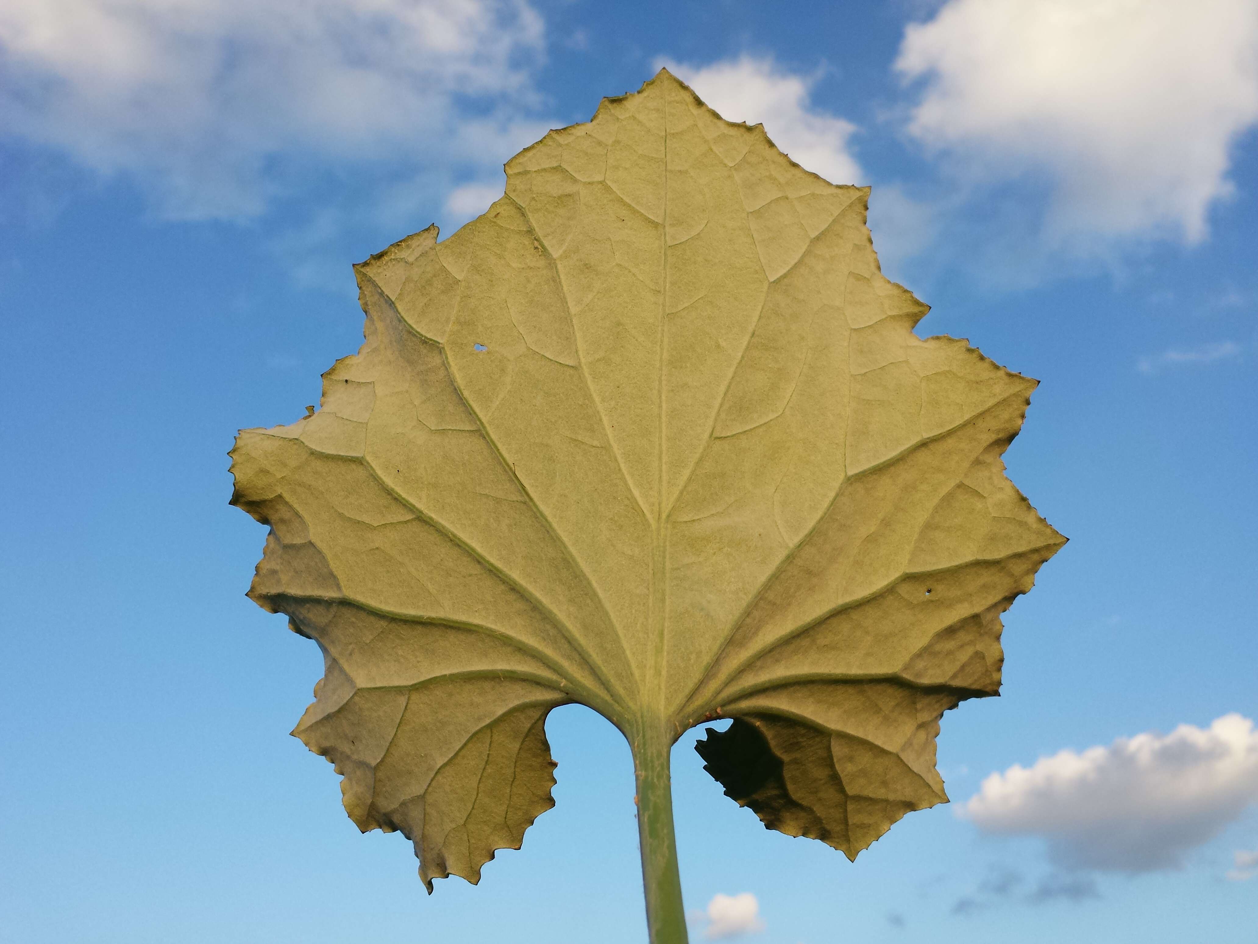 Image of coltsfoot