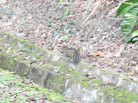 Image of Asian striped ground squirrel