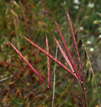 Image of Andropogon distachyos L.