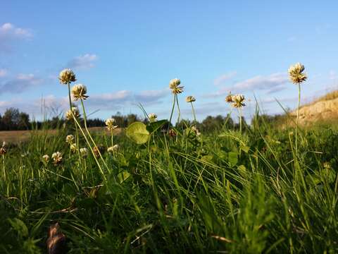 Image of white clover