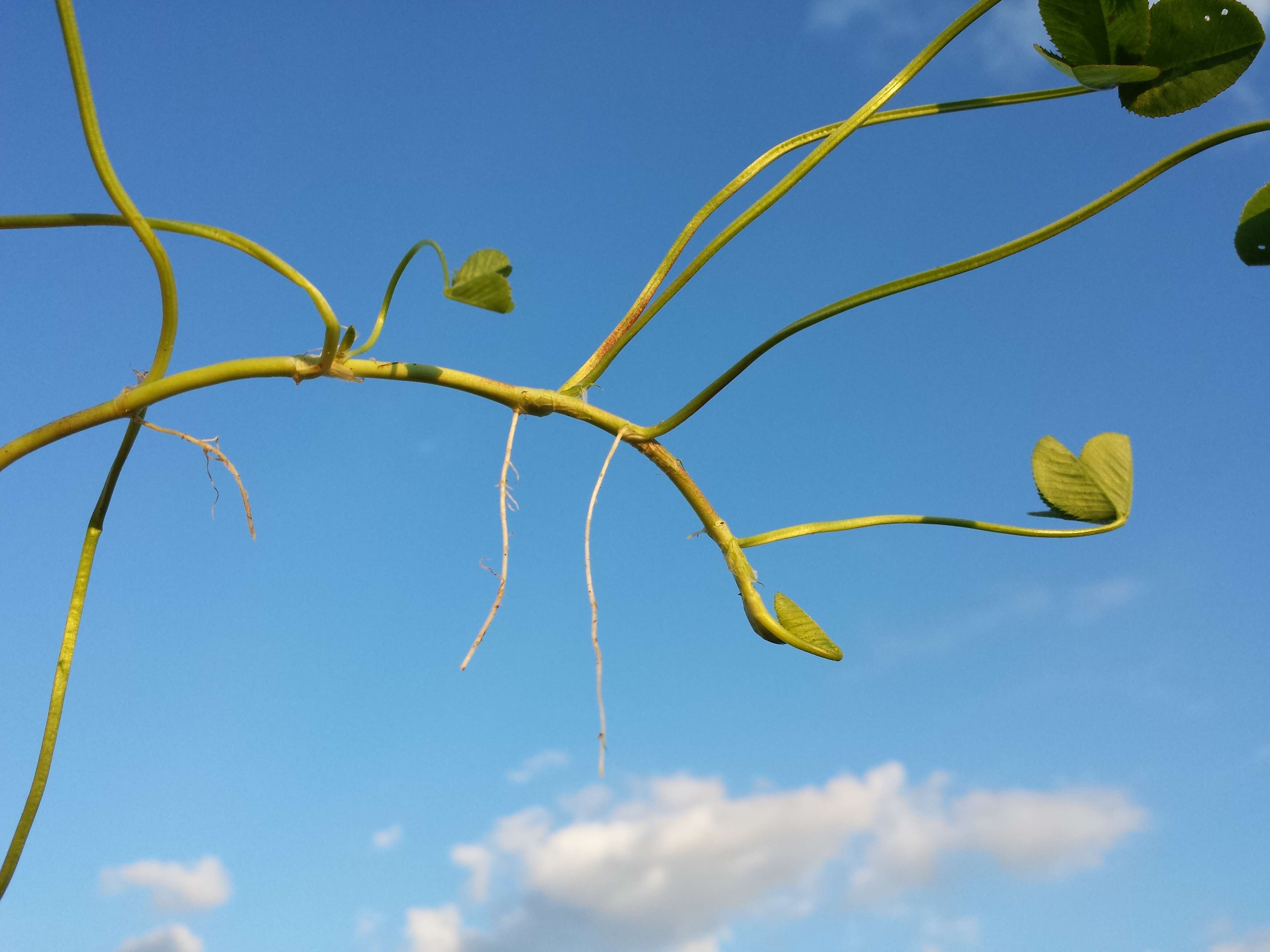 Image of white clover