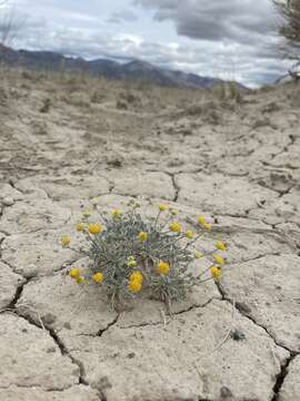 Image of Artemisia potentilloides var. nitrophila (Cronquist) C. R. Hobbs & B. G. Baldwin