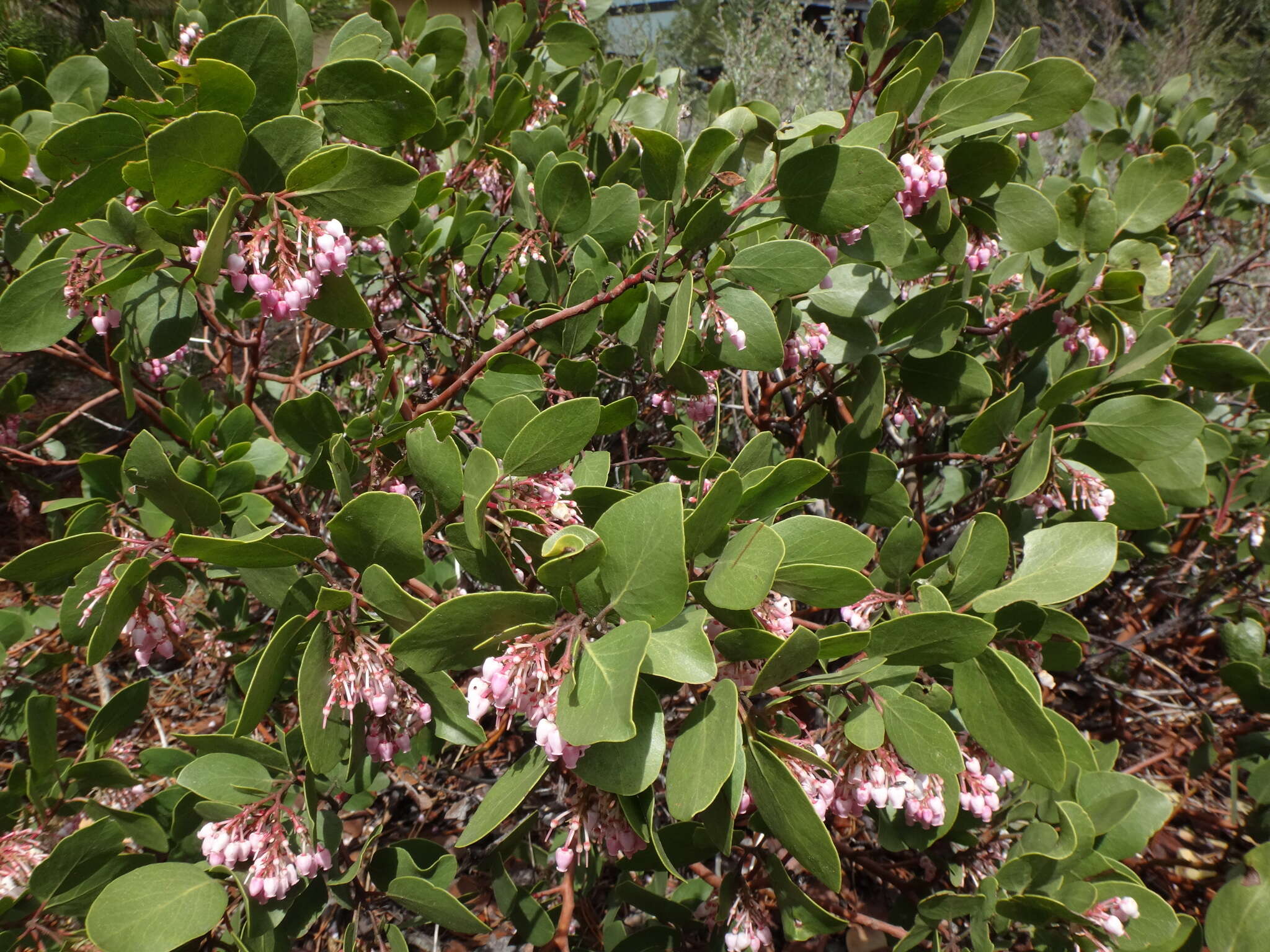 Image of greenleaf manzanita