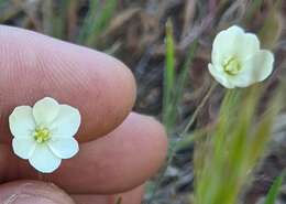 Imagem de Platystigma linearis Benth.