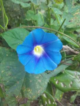 Image of Ipomoea parasitica (Kunth) G. Don