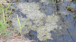 Image of Black-spotted frog