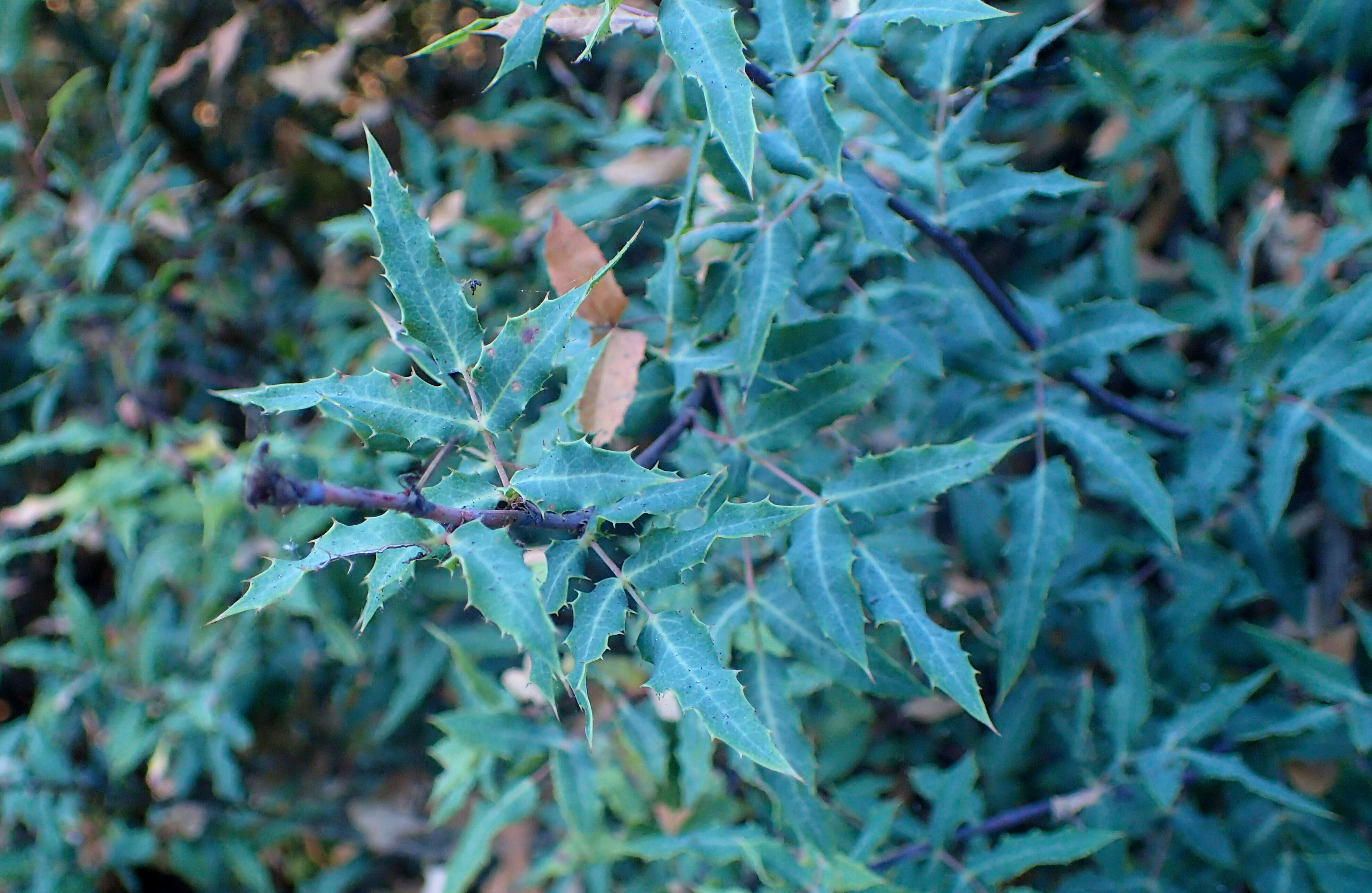 Image of Nevin's barberry