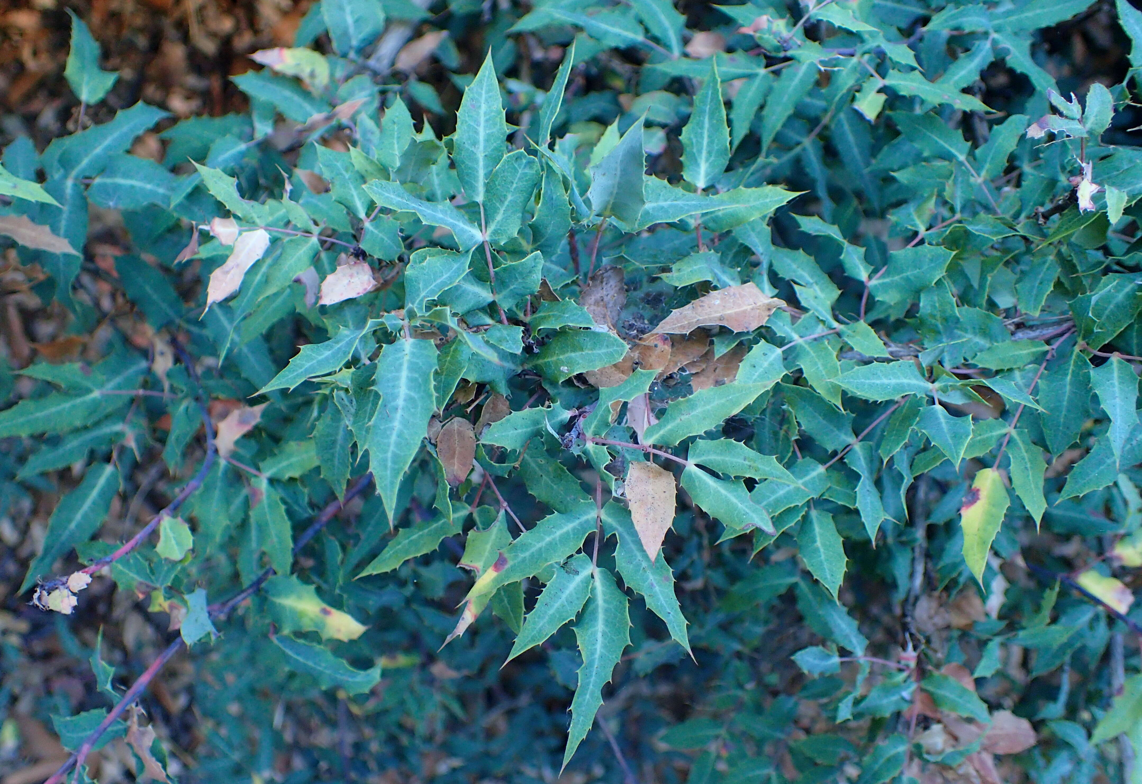 Image of Nevin's barberry