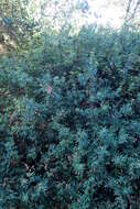 Image of Nevin's barberry