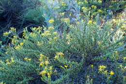 Image of California goldenbush