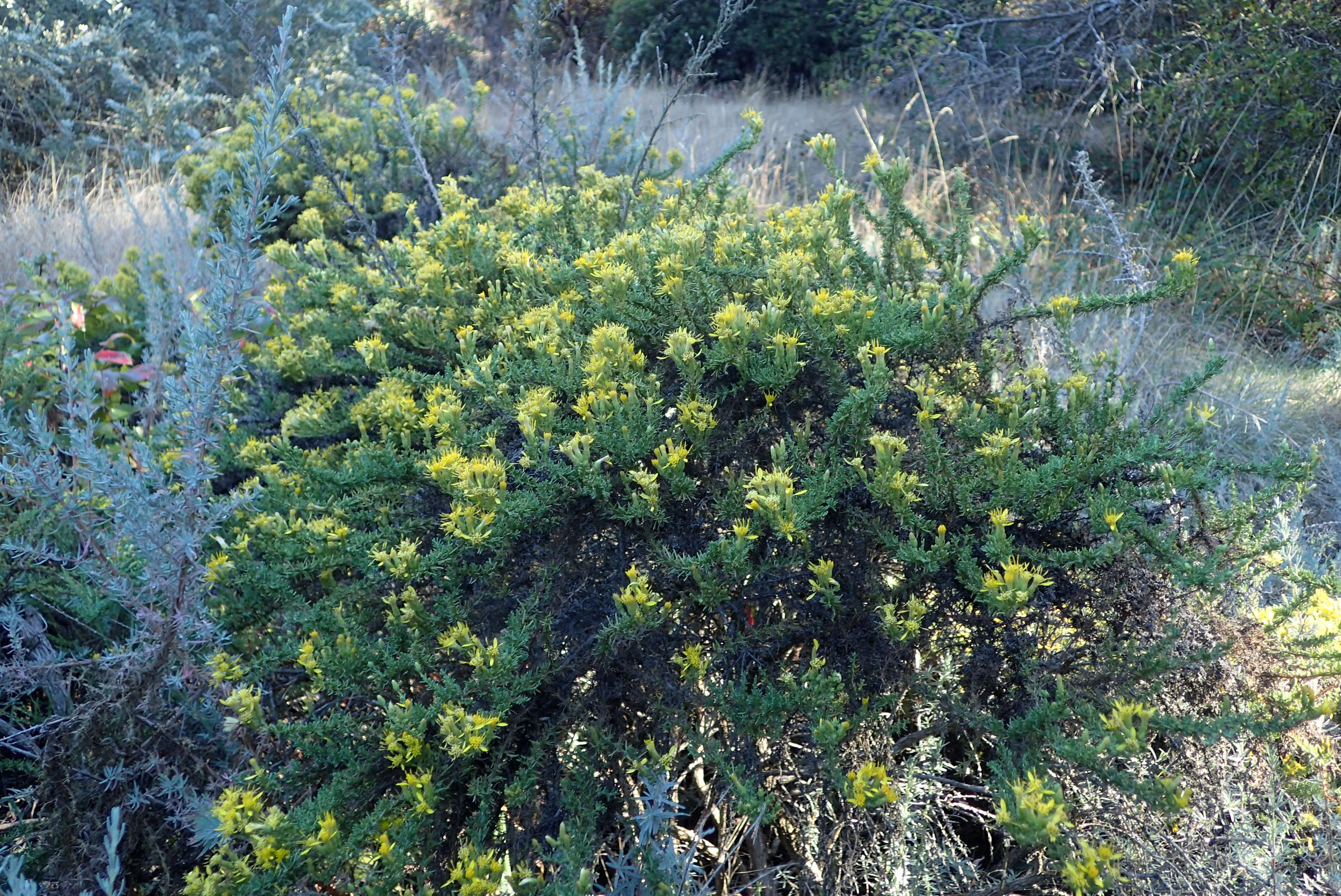 Image of California goldenbush