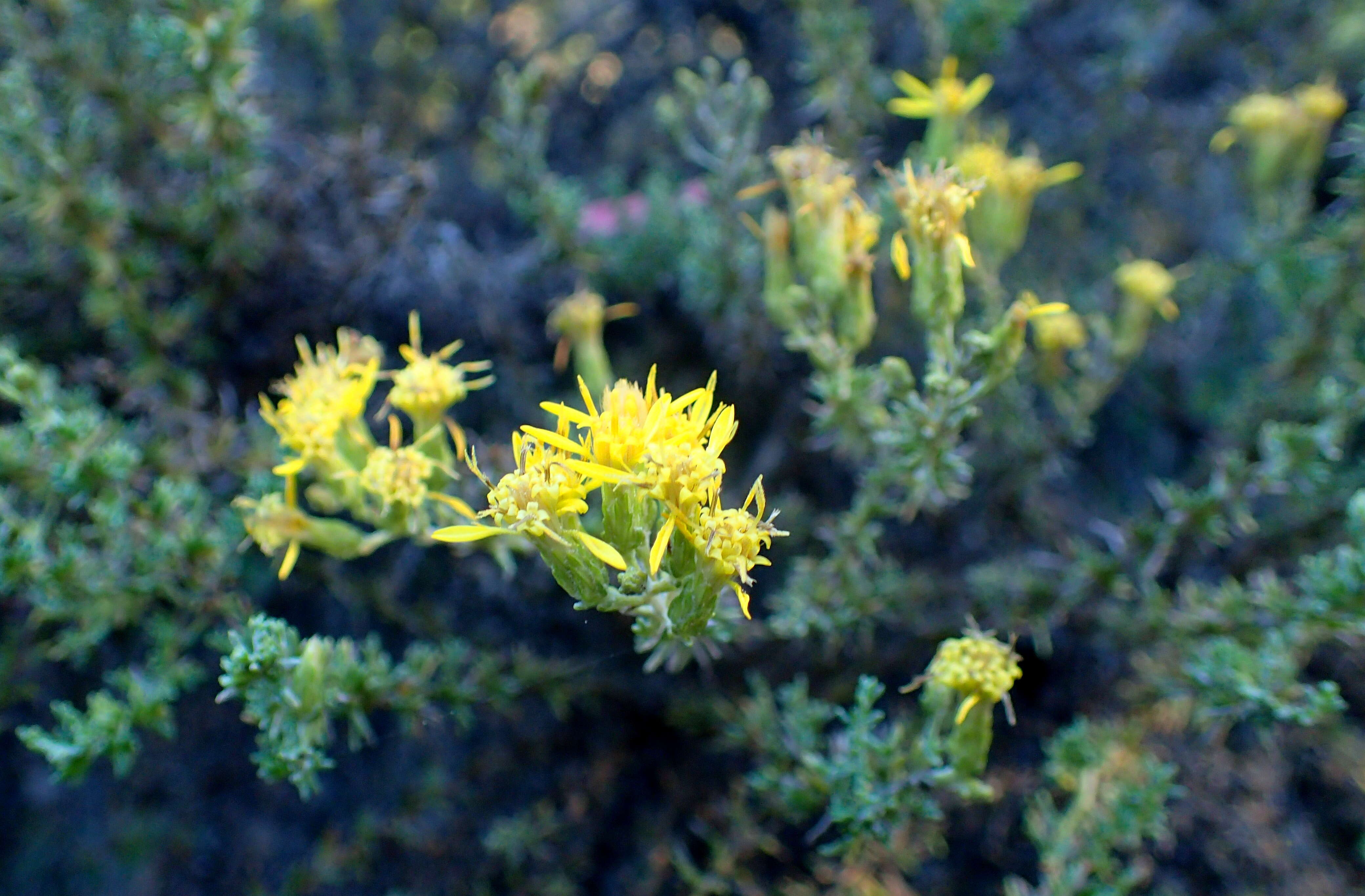 Image of California goldenbush