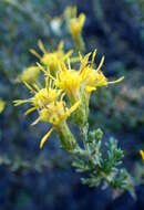 Image of California goldenbush