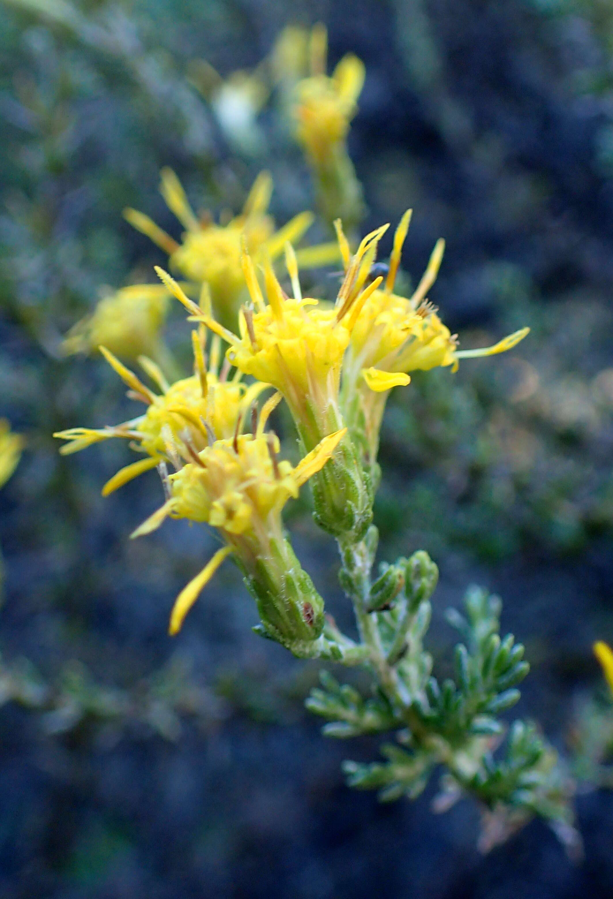 Image of California goldenbush