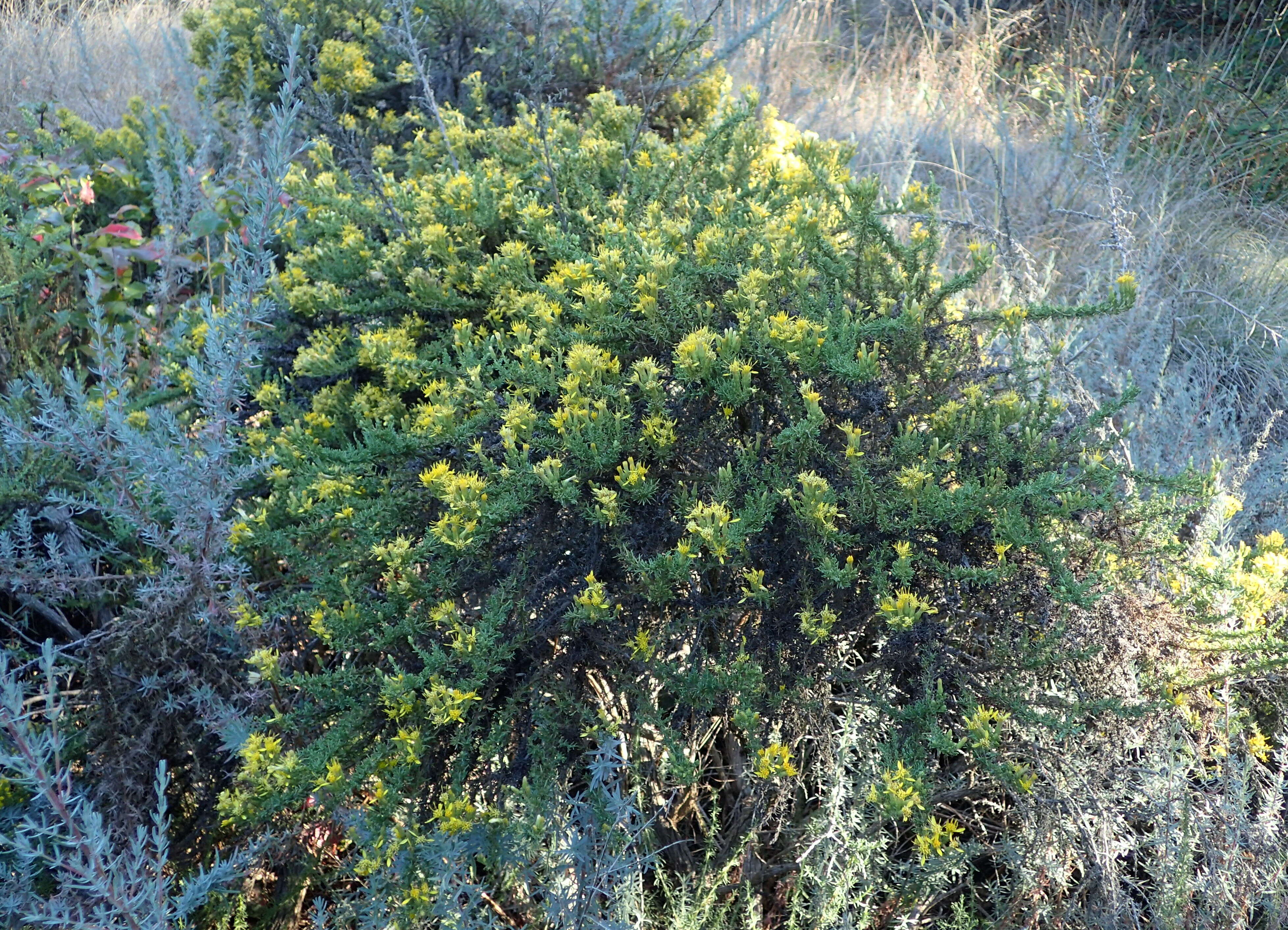 Image of California goldenbush