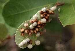 Image of Lopesia parimarii Tavares 1908