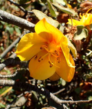 Image of California flannelbush