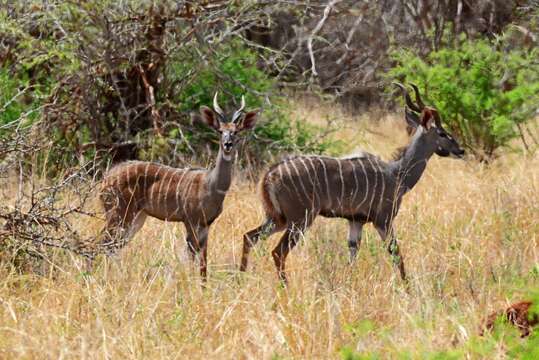 Image of Lesser Kudu