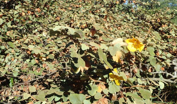 Sivun Fremontodendron californicum (Torr.) Coult. kuva