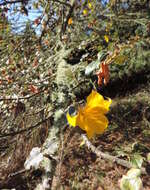 Sivun Fremontodendron californicum (Torr.) Coult. kuva