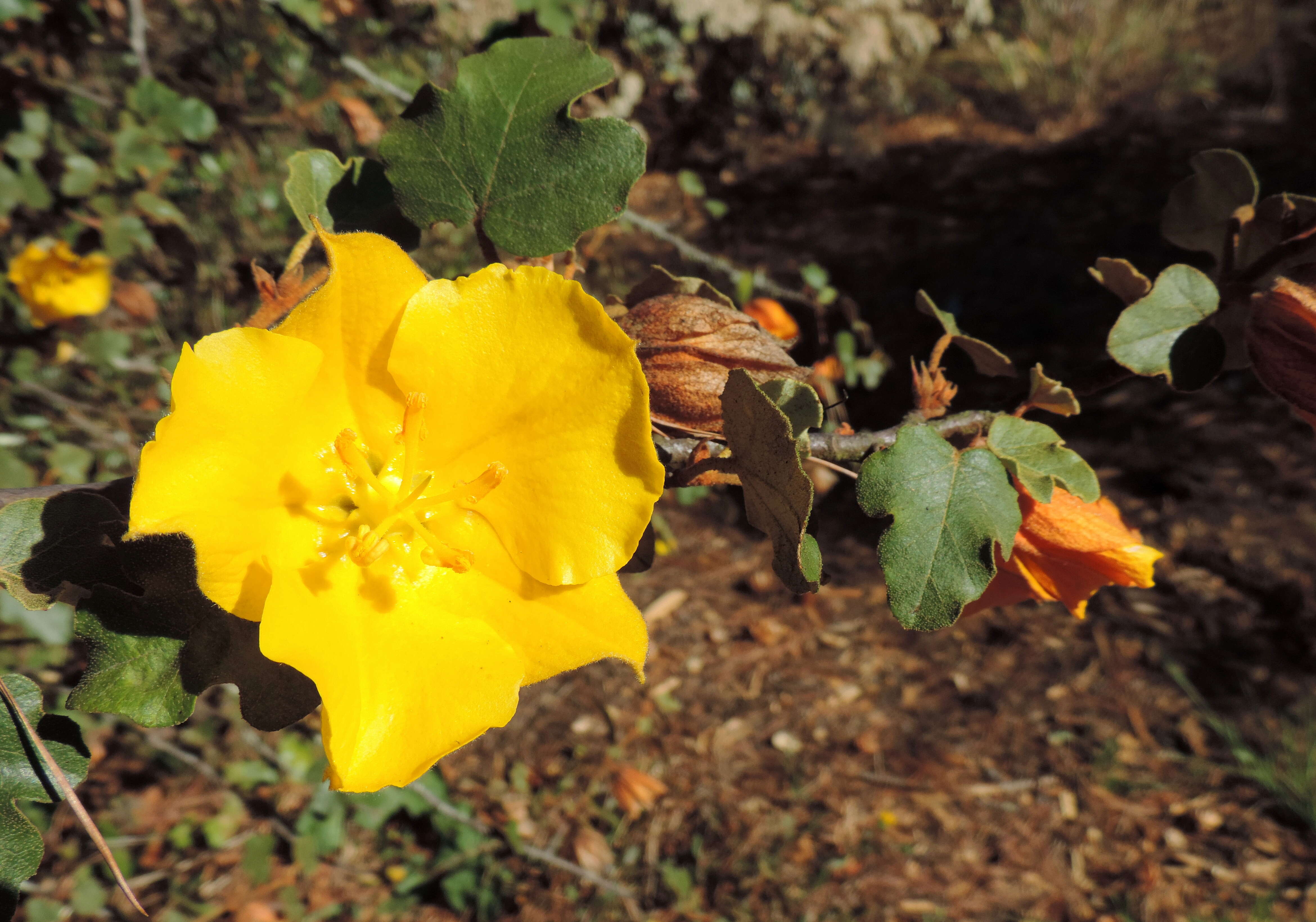 Sivun Fremontodendron californicum (Torr.) Coult. kuva