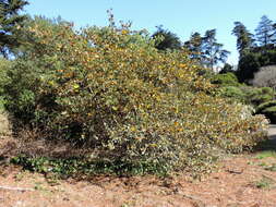 Image of California flannelbush