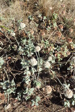 Image of seaside buckwheat