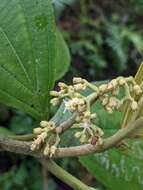 Image de Miconia albertobrenesii Gamba & Almeda