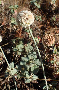 Image of seaside buckwheat