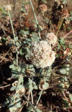 Image of seaside buckwheat