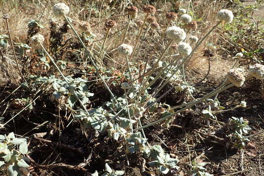 Image of seaside buckwheat