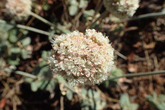 Image of seaside buckwheat