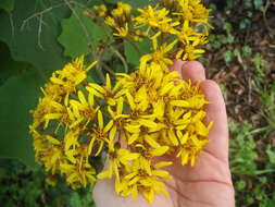 Image of velvet groundsel