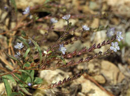 Image de Phacelia pringlei A. Gray