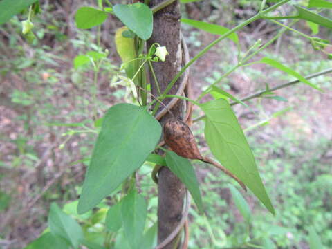 صورة <i>Vincetoxicum lycioides</i>