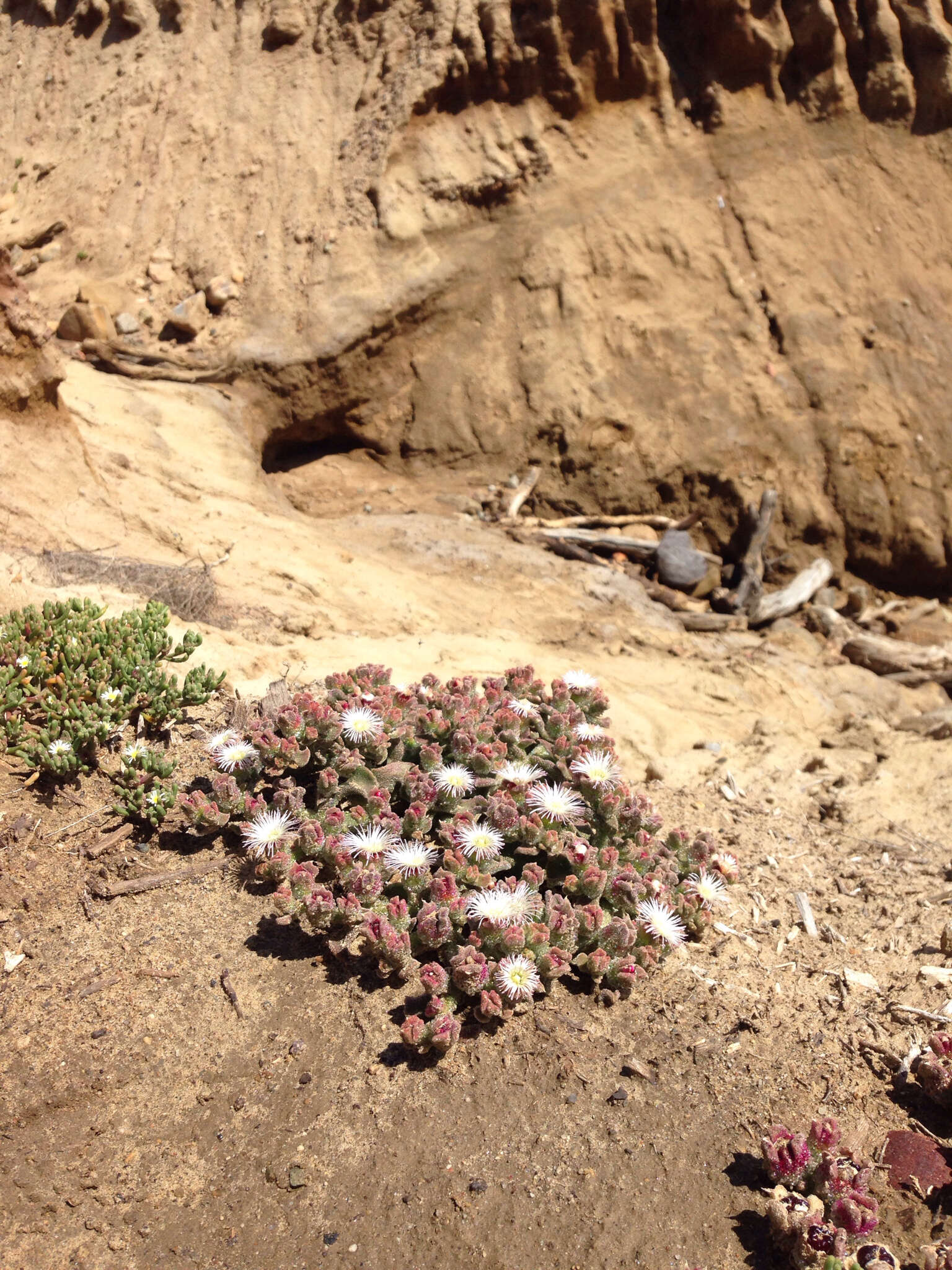 Image of common iceplant