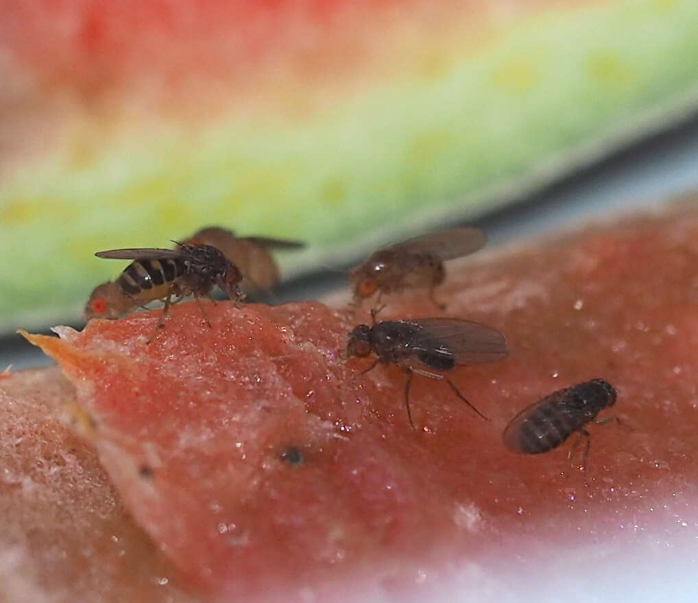 Image of Pomace fly