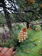 Imagem de Pinus arizonica var. cooperi (C. E. Blanco) Farjon