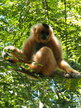 Image of Buff-cheeked Gibbon