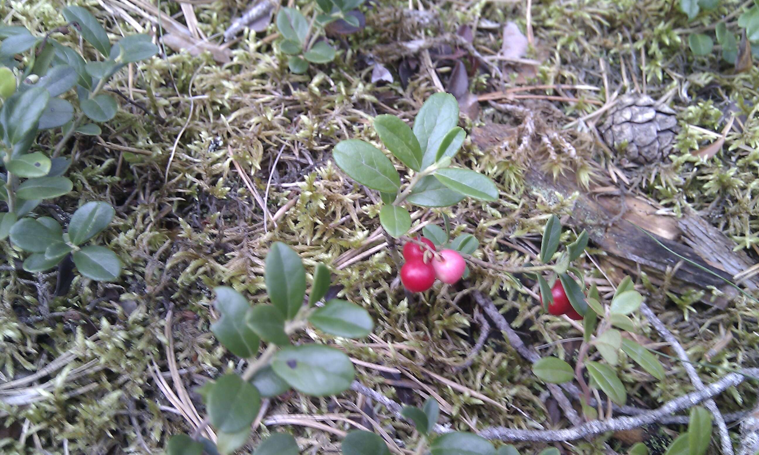 Image of lingonberry