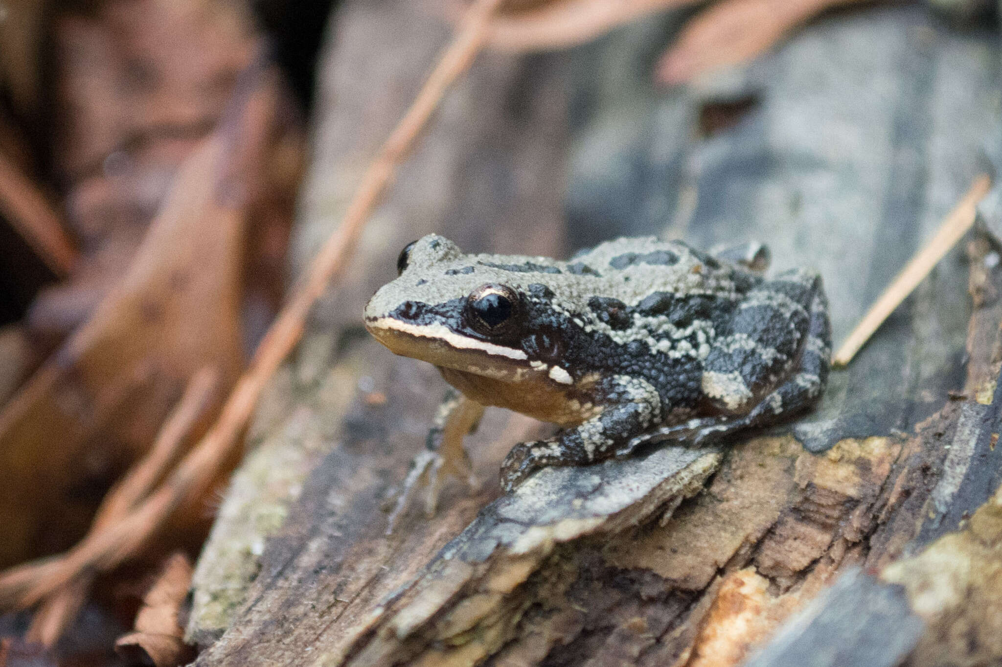 Pseudacris nigrita (Le Conte 1825) resmi